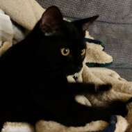 <br />
<b>Warning</b>:  Undefined variable $userID in <b>/home/petwa/pochi-tama.net/public_html/wp-content/themes/pet/single.php</b> on line <b>278</b><br />
ブラド