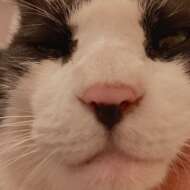 <br />
<b>Warning</b>:  Undefined variable $userID in <b>/home/petwa/pochi-tama.net/public_html/wp-content/themes/pet/single.php</b> on line <b>278</b><br />
シシロウ