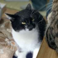 <br />
<b>Warning</b>:  Undefined variable $userID in <b>/home/petwa/pochi-tama.net/public_html/wp-content/themes/pet/single.php</b> on line <b>278</b><br />
まーちゃん