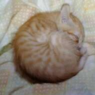 <br />
<b>Warning</b>:  Undefined variable $userID in <b>/home/petwa/pochi-tama.net/public_html/wp-content/themes/pet/single.php</b> on line <b>278</b><br />
ノンちゃんママ