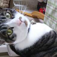 <br />
<b>Warning</b>:  Undefined variable $userID in <b>/home/petwa/pochi-tama.net/public_html/wp-content/themes/pet/single.php</b> on line <b>278</b><br />
ゆずみけ