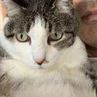 <br />
<b>Warning</b>:  Undefined variable $userID in <b>/home/petwa/pochi-tama.net/public_html/wp-content/themes/pet/single.php</b> on line <b>278</b><br />
猫すき