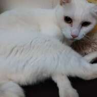 <br />
<b>Warning</b>:  Undefined variable $userID in <b>/home/petwa/pochi-tama.net/public_html/wp-content/themes/pet/single.php</b> on line <b>278</b><br />
米内