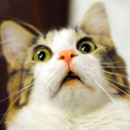 <br />
<b>Warning</b>:  Undefined variable $userID in <b>/home/petwa/pochi-tama.net/public_html/wp-content/themes/pet/single.php</b> on line <b>278</b><br />
チョロ