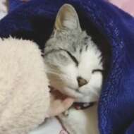 <br />
<b>Warning</b>:  Undefined variable $userID in <b>/home/petwa/pochi-tama.net/public_html/wp-content/themes/pet/single.php</b> on line <b>278</b><br />
ゆちゃ