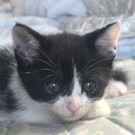 <br />
<b>Warning</b>:  Undefined variable $userID in <b>/home/petwa/pochi-tama.net/public_html/wp-content/themes/pet/single.php</b> on line <b>278</b><br />
福猫