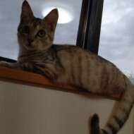 <br />
<b>Warning</b>:  Undefined variable $userID in <b>/home/petwa/pochi-tama.net/public_html/wp-content/themes/pet/single-joutokai.php</b> on line <b>148</b><br />
糸島inunekoくらぶ ざいつ