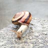 <br />
<b>Warning</b>:  Undefined variable $userID in <b>/home/petwa/pochi-tama.net/public_html/wp-content/themes/pet/single.php</b> on line <b>278</b><br />
むうさん