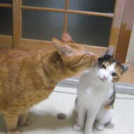 <br />
<b>Warning</b>:  Undefined variable $userID in <b>/home/petwa/pochi-tama.net/public_html/wp-content/themes/pet/single.php</b> on line <b>278</b><br />
カエデユズ