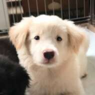 <br />
<b>Warning</b>:  Undefined variable $userID in <b>/home/petwa/pochi-tama.net/public_html/wp-content/themes/pet/single.php</b> on line <b>278</b><br />
神栖WAKORON(かみすわころん)