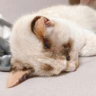 <br />
<b>Warning</b>:  Undefined variable $userID in <b>/home/petwa/pochi-tama.net/public_html/wp-content/themes/pet/single.php</b> on line <b>278</b><br />
りんちゃん