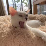 <br />
<b>Warning</b>:  Undefined variable $userID in <b>/home/petwa/pochi-tama.net/public_html/wp-content/themes/pet/single.php</b> on line <b>278</b><br />
トムココ