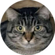 <br />
<b>Warning</b>:  Undefined variable $userID in <b>/home/petwa/pochi-tama.net/public_html/wp-content/themes/pet/single-joutokai.php</b> on line <b>148</b><br />
ねこエイド