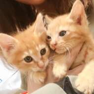 <br />
<b>Warning</b>:  Undefined variable $userID in <b>/home/petwa/pochi-tama.net/public_html/wp-content/themes/pet/single.php</b> on line <b>278</b><br />
アクノア