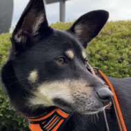 <br />
<b>Warning</b>:  Undefined variable $userID in <b>/home/petwa/pochi-tama.net/public_html/wp-content/themes/pet/single.php</b> on line <b>278</b><br />
野良犬ふれあい広場