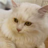 <br />
<b>Warning</b>:  Undefined variable $userID in <b>/home/petwa/pochi-tama.net/public_html/wp-content/themes/pet/single.php</b> on line <b>278</b><br />
マリン