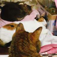 <br />
<b>Warning</b>:  Undefined variable $userID in <b>/home/petwa/pochi-tama.net/public_html/wp-content/themes/pet/single.php</b> on line <b>278</b><br />
まっきー