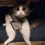 <br />
<b>Warning</b>:  Undefined variable $userID in <b>/home/petwa/pochi-tama.net/public_html/wp-content/themes/pet/single.php</b> on line <b>278</b><br />
凛♂