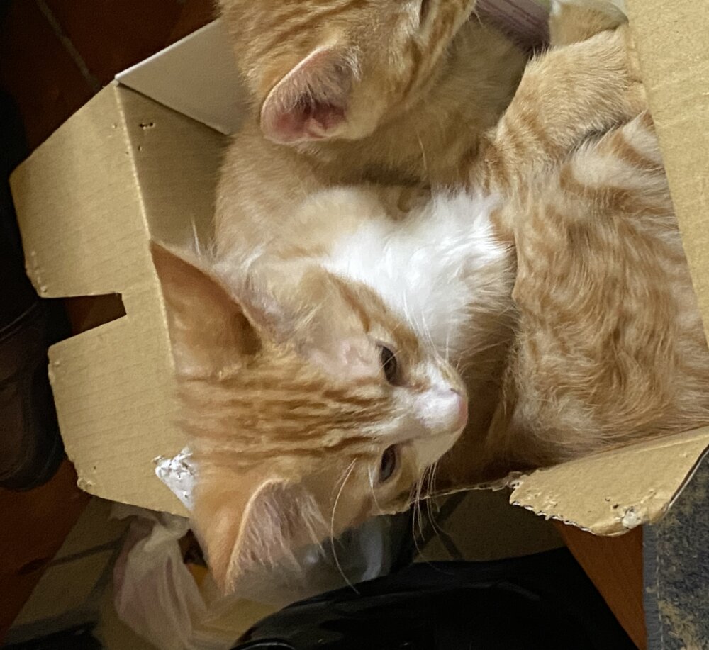 <br />
<b>Warning</b>:  Undefined variable $userID in <b>/home/petwa/pochi-tama.net/public_html/wp-content/themes/pet/single.php</b> on line <b>278</b><br />
ぬんぴょす