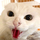 <br />
<b>Warning</b>:  Undefined variable $userID in <b>/home/petwa/pochi-tama.net/public_html/wp-content/themes/pet/single.php</b> on line <b>278</b><br />
姫川yoroki