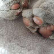 <br />
<b>Warning</b>:  Undefined variable $userID in <b>/home/petwa/pochi-tama.net/public_html/wp-content/themes/pet/single.php</b> on line <b>278</b><br />
おとひめ