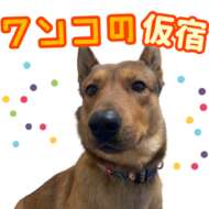 <br />
<b>Warning</b>:  Undefined variable $userID in <b>/home/petwa/pochi-tama.net/public_html/wp-content/themes/pet/single.php</b> on line <b>278</b><br />
ワンコの仮宿