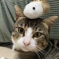 <br />
<b>Warning</b>:  Undefined variable $userID in <b>/home/petwa/pochi-tama.net/public_html/wp-content/themes/pet/single.php</b> on line <b>278</b><br />
ねこちさん