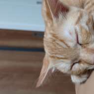 <br />
<b>Warning</b>:  Undefined variable $userID in <b>/home/petwa/pochi-tama.net/public_html/wp-content/themes/pet/single.php</b> on line <b>278</b><br />
あおべえ