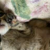 <br />
<b>Warning</b>:  Undefined variable $userID in <b>/home/petwa/pochi-tama.net/public_html/wp-content/themes/pet/single-joutokai.php</b> on line <b>148</b><br />
セカンドライフ香川