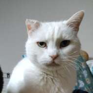 <br />
<b>Warning</b>:  Undefined variable $userID in <b>/home/petwa/pochi-tama.net/public_html/wp-content/themes/pet/single.php</b> on line <b>278</b><br />
れおん