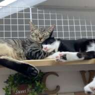 <br />
<b>Warning</b>:  Undefined variable $userID in <b>/home/petwa/pochi-tama.net/public_html/wp-content/themes/pet/single-joutokai.php</b> on line <b>148</b><br />
CATS WELCARE