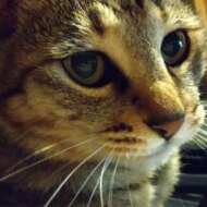 <br />
<b>Warning</b>:  Undefined variable $userID in <b>/home/petwa/pochi-tama.net/public_html/wp-content/themes/pet/single.php</b> on line <b>278</b><br />
松こまち