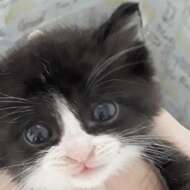 <br />
<b>Warning</b>:  Undefined variable $userID in <b>/home/petwa/pochi-tama.net/public_html/wp-content/themes/pet/single.php</b> on line <b>278</b><br />
ゆいちゃん