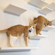 <br />
<b>Warning</b>:  Undefined variable $userID in <b>/home/petwa/pochi-tama.net/public_html/wp-content/themes/pet/single-joutokai.php</b> on line <b>148</b><br />
葉山ねこねこランド