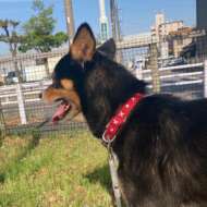 <br />
<b>Warning</b>:  Undefined variable $userID in <b>/home/petwa/pochi-tama.net/public_html/wp-content/themes/pet/single.php</b> on line <b>278</b><br />
mackey