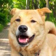 <br />
<b>Warning</b>:  Undefined variable $userID in <b>/home/petwa/pochi-tama.net/public_html/wp-content/themes/pet/single.php</b> on line <b>278</b><br />
ポーハウス（ドッグレスキュー）のポアロ母