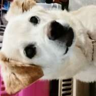 <br />
<b>Warning</b>:  Undefined variable $userID in <b>/home/petwa/pochi-tama.net/public_html/wp-content/themes/pet/single.php</b> on line <b>278</b><br />
ミンクー