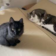 <br />
<b>Warning</b>:  Undefined variable $userID in <b>/home/petwa/pochi-tama.net/public_html/wp-content/themes/pet/single.php</b> on line <b>278</b><br />
ぽちとたま会員