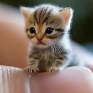 <br />
<b>Warning</b>:  Undefined variable $userID in <b>/home/petwa/pochi-tama.net/public_html/wp-content/themes/pet/single.php</b> on line <b>278</b><br />
ゆきたん