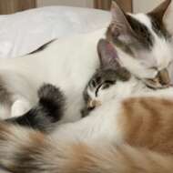 <br />
<b>Warning</b>:  Undefined variable $userID in <b>/home/petwa/pochi-tama.net/public_html/wp-content/themes/pet/single-volunteer.php</b> on line <b>198</b><br />
きど