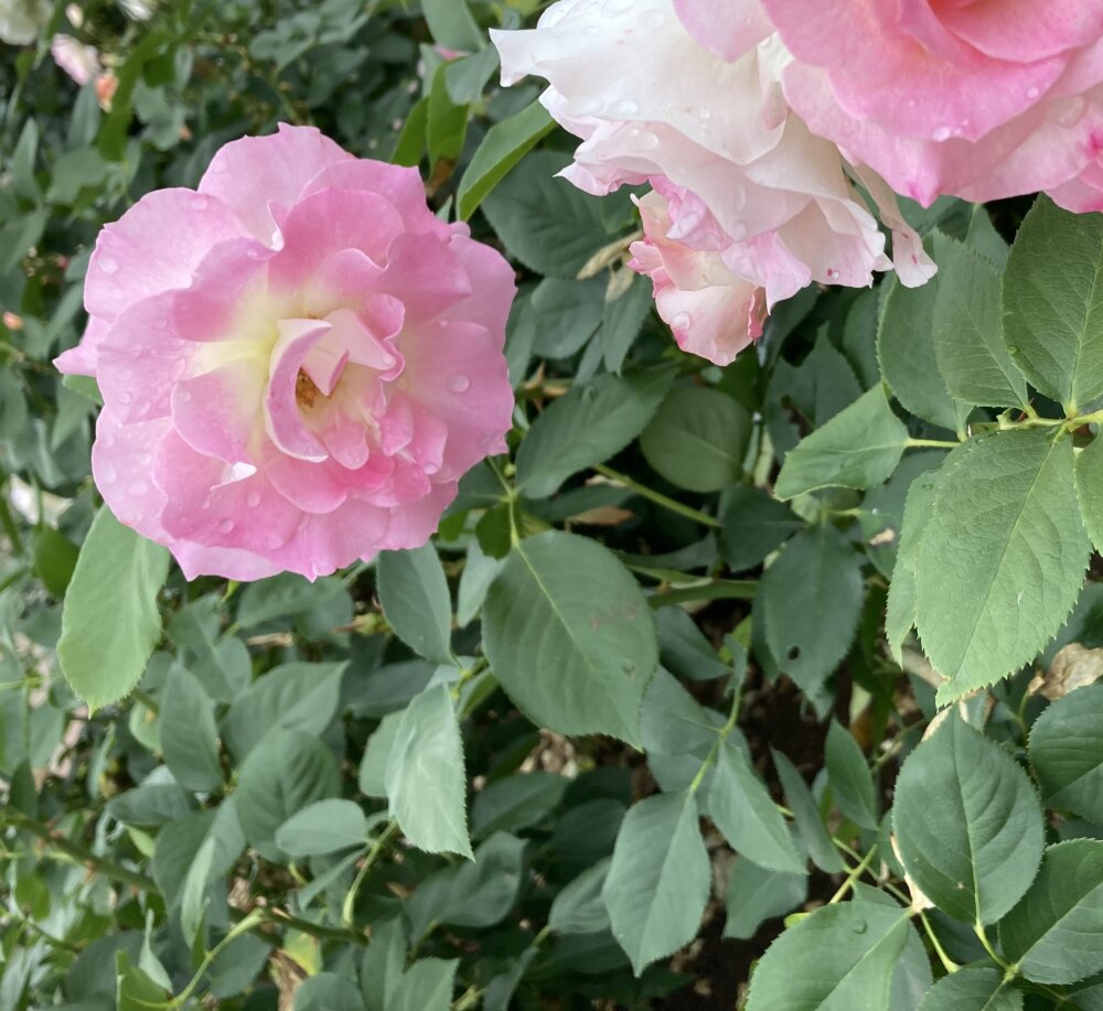 <br />
<b>Warning</b>:  Undefined variable $userID in <b>/home/petwa/pochi-tama.net/public_html/wp-content/themes/pet/single.php</b> on line <b>278</b><br />
むらい