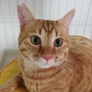 <br />
<b>Warning</b>:  Undefined variable $userID in <b>/home/petwa/pochi-tama.net/public_html/wp-content/themes/pet/single.php</b> on line <b>278</b><br />
ぽちとたま会員松原犬猫救う会