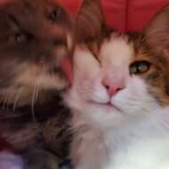 <br />
<b>Warning</b>:  Undefined variable $userID in <b>/home/petwa/pochi-tama.net/public_html/wp-content/themes/pet/single.php</b> on line <b>278</b><br />
猫COCO