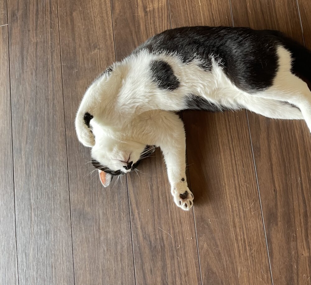 <br />
<b>Warning</b>:  Undefined variable $userID in <b>/home/petwa/pochi-tama.net/public_html/wp-content/themes/pet/single.php</b> on line <b>278</b><br />
猫係