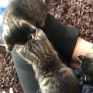 <br />
<b>Warning</b>:  Undefined variable $userID in <b>/home/petwa/pochi-tama.net/public_html/wp-content/themes/pet/single.php</b> on line <b>278</b><br />
武藤