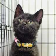 <br />
<b>Warning</b>:  Undefined variable $userID in <b>/home/petwa/pochi-tama.net/public_html/wp-content/themes/pet/single.php</b> on line <b>278</b><br />
nyankorobe