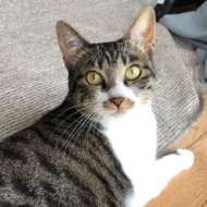 <br />
<b>Warning</b>:  Undefined variable $userID in <b>/home/petwa/pochi-tama.net/public_html/wp-content/themes/pet/single.php</b> on line <b>278</b><br />
さばみママ