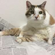 <br />
<b>Warning</b>:  Undefined variable $userID in <b>/home/petwa/pochi-tama.net/public_html/wp-content/themes/pet/single.php</b> on line <b>278</b><br />
まめたろう