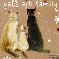 <br />
<b>Warning</b>:  Undefined variable $userID in <b>/home/petwa/pochi-tama.net/public_html/wp-content/themes/pet/single.php</b> on line <b>278</b><br />
さっとん