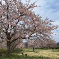 <br />
<b>Warning</b>:  Undefined variable $userID in <b>/home/petwa/pochi-tama.net/public_html/wp-content/themes/pet/single.php</b> on line <b>278</b><br />
maru